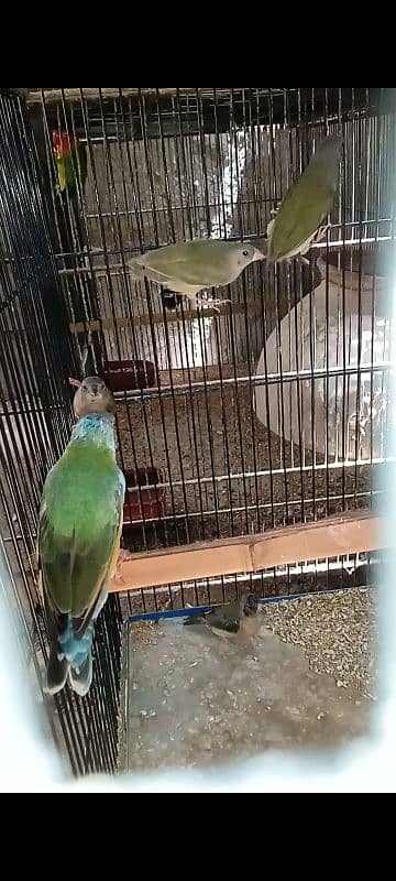 lady gouldian pathay 0