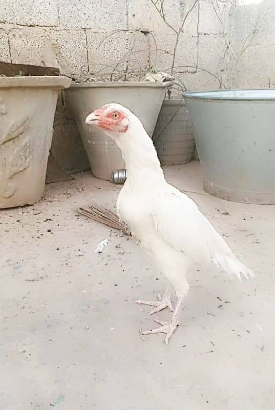 white heera aseel 1