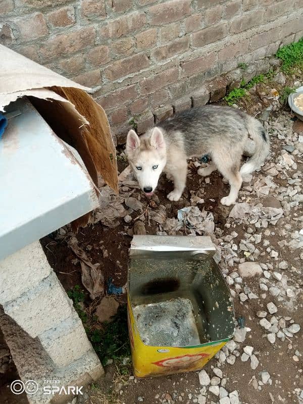 husky 0