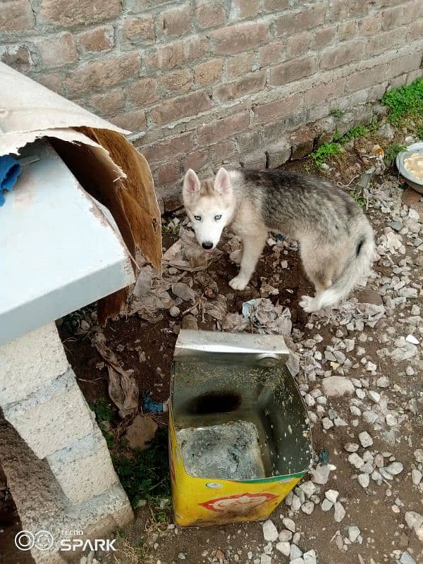 husky 1