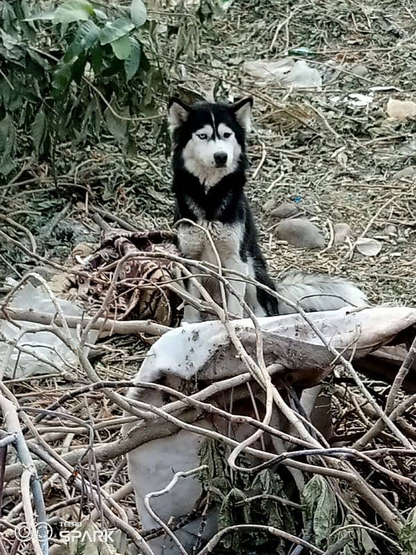 husky 2