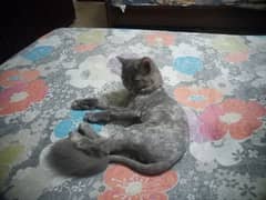 Persian kittens for sale
