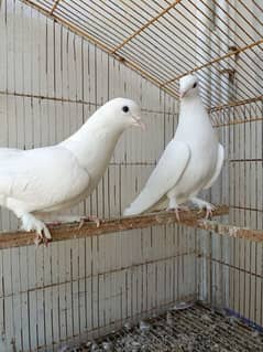 pati