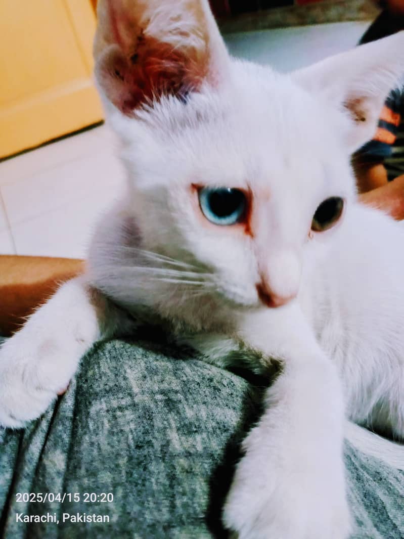 White female cat with odd eyes 0