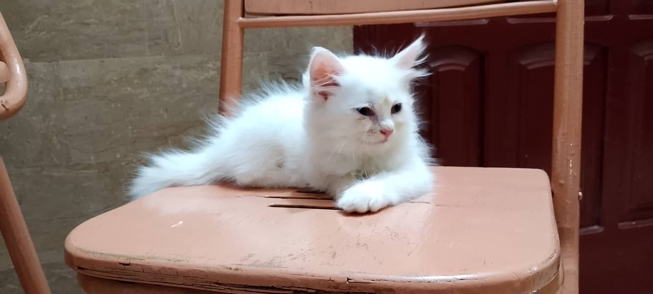 female  kitten  only 10k 03452821155 1