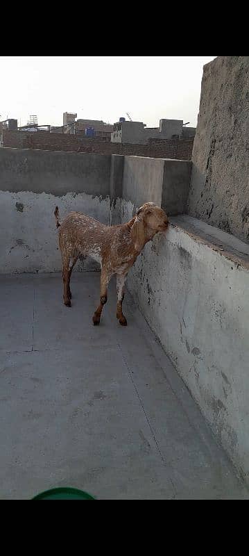 Big Size Heavyweight Khasi Bakrey qurbani k kiye 1