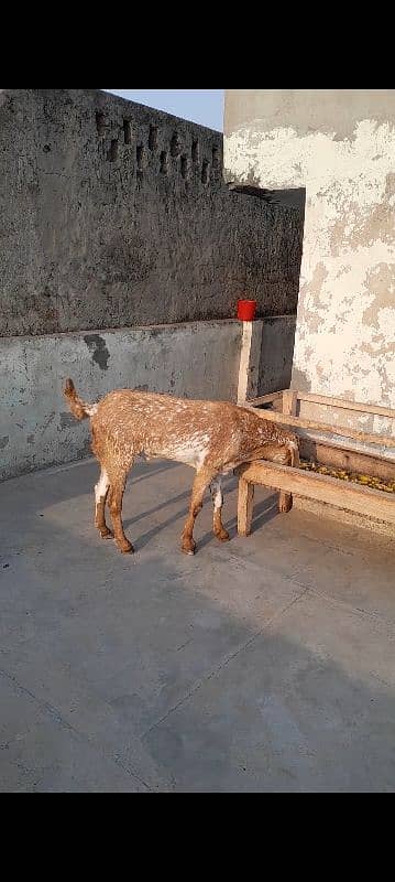 Big Size Heavyweight Khasi Bakrey qurbani k kiye 3