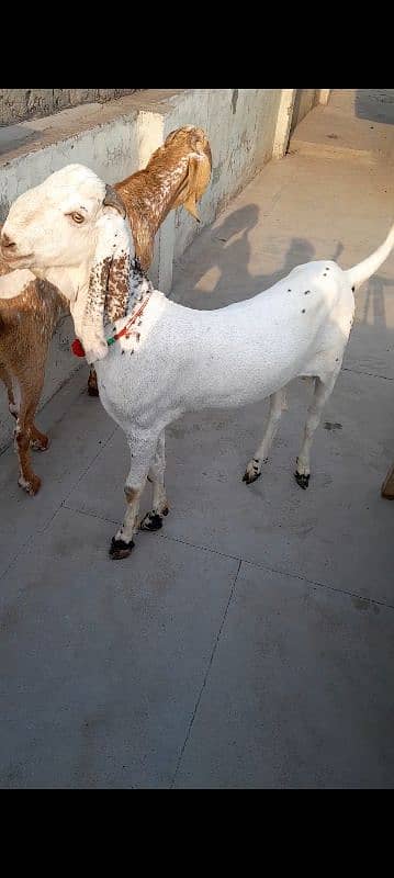 Big Size Heavyweight Khasi Bakrey qurbani k kiye 4