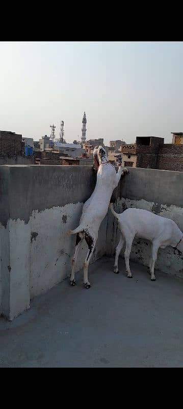 Big Size Heavyweight Khasi Bakrey qurbani k kiye 5