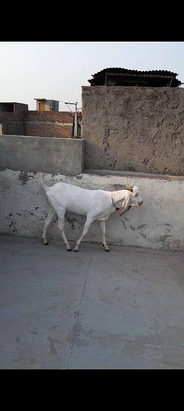 Big Size Heavyweight Khasi Bakrey qurbani k kiye 6