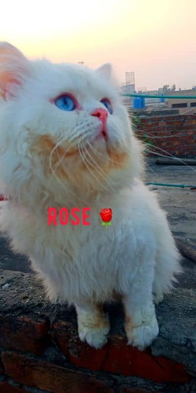 Blue eyes male available for mating 0