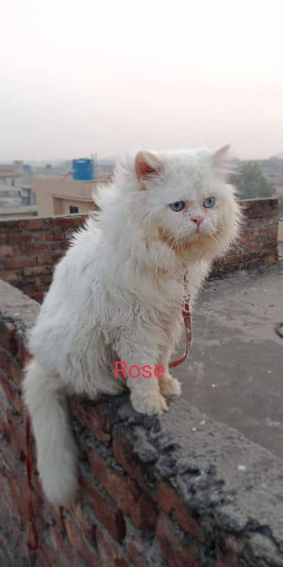 Blue eyes male available for mating 2