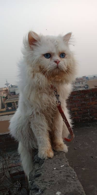Blue eyes male available for mating 4