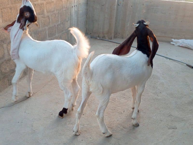 khassi bakrey 03012529737 0