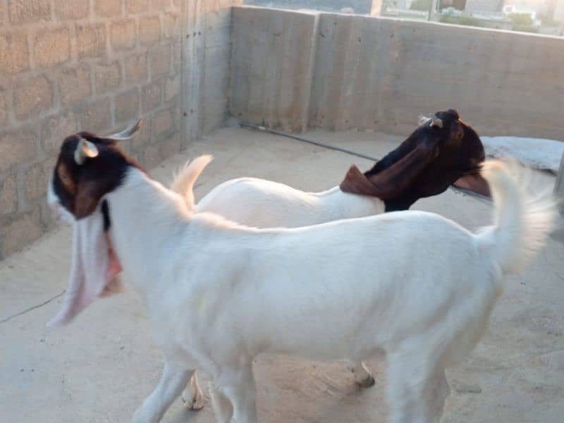 khassi bakrey 03012529737 1