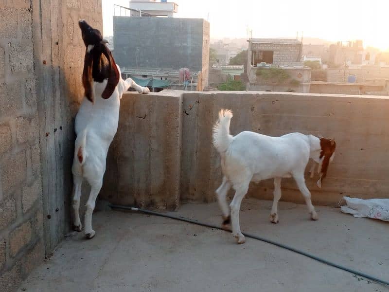 khassi bakrey 03012529737 2