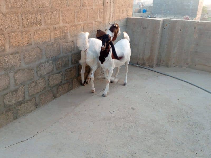 khassi bakrey 03012529737 3