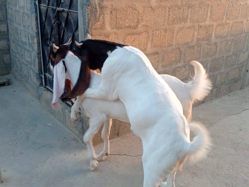 khassi bakrey 03012529737 5