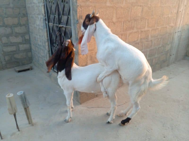 khassi bakrey 03012529737 6