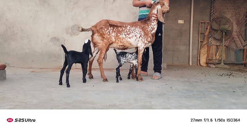 Makhicheni bakri with two baby 0