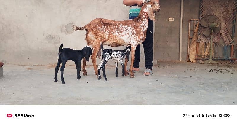 Makhicheni bakri with two baby 1