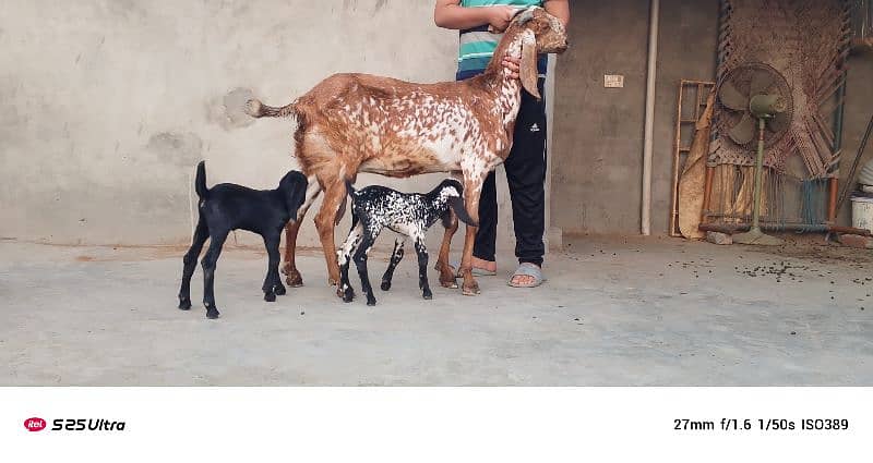 Makhicheni bakri with two baby 2