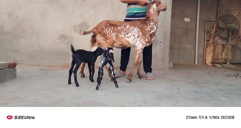 Makhicheni bakri with two baby 3
