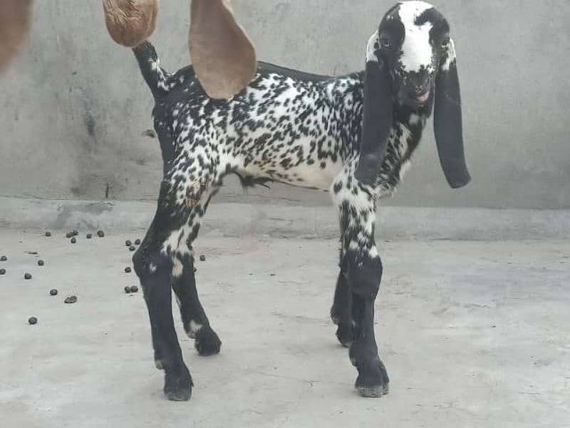 Makhicheni bakri with two baby 4
