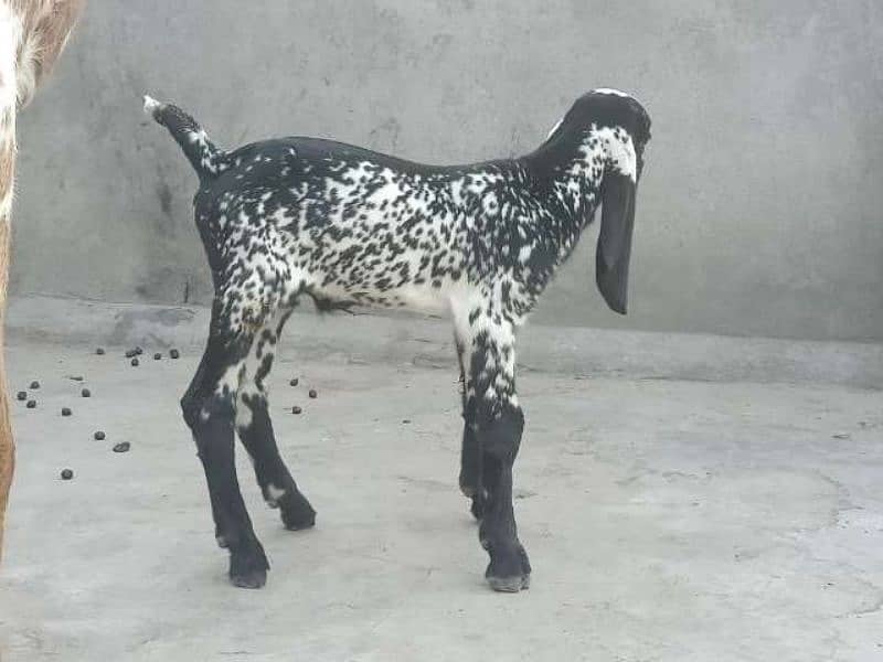 Makhicheni bakri with two baby 5