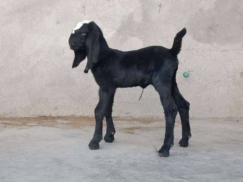 Makhicheni bakri with two baby 6