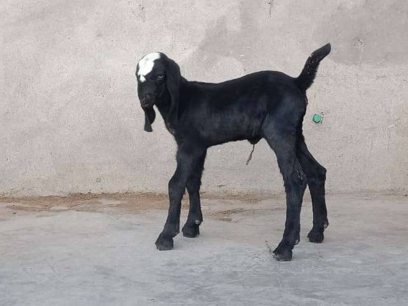 Makhicheni bakri with two baby 7