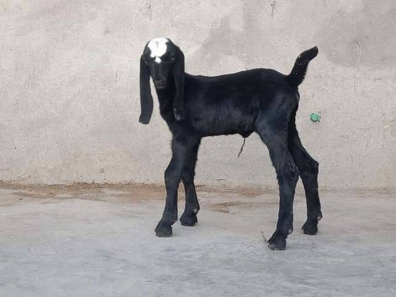 Makhicheni bakri with two baby 8