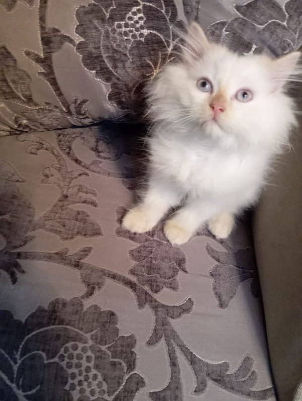 Persian cat and kitten for sale 0