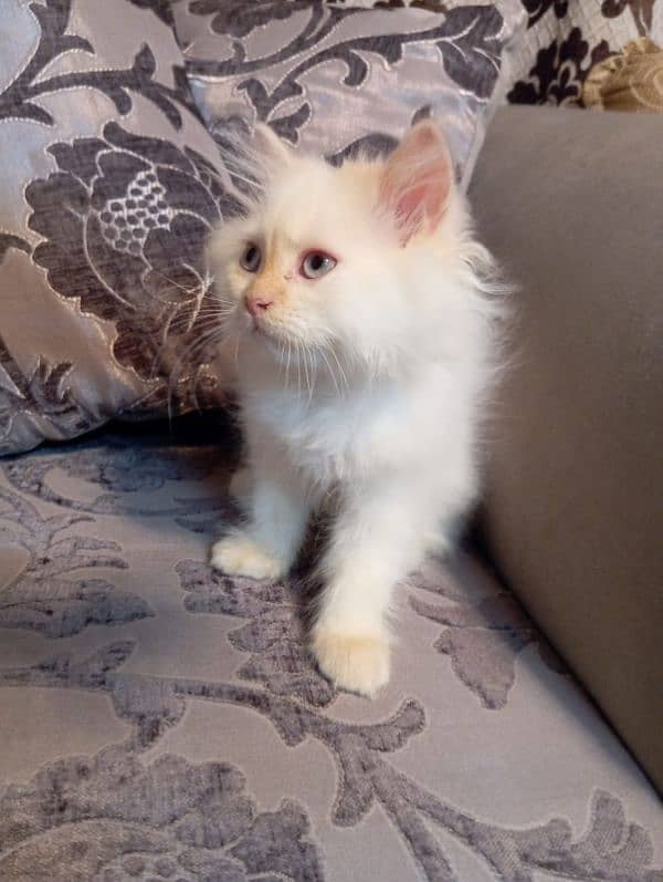 Persian cat and kitten for sale 1