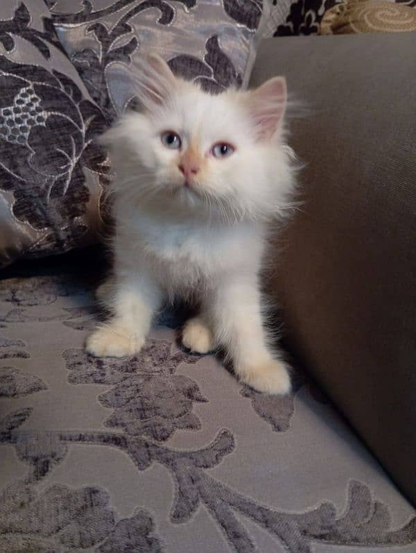 Persian cat and kitten for sale 3