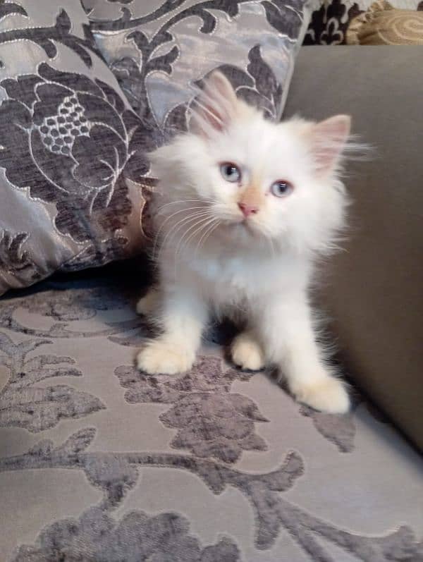 Persian cat and kitten for sale 4