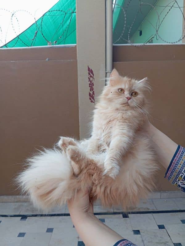 Persian cat and kitten for sale 6