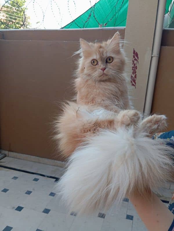 Persian cat and kitten for sale 8