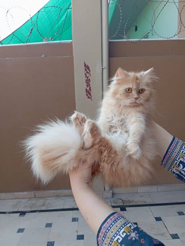 Persian cat and kitten for sale 10