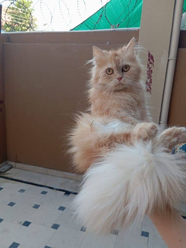 Persian cat and kitten for sale 12