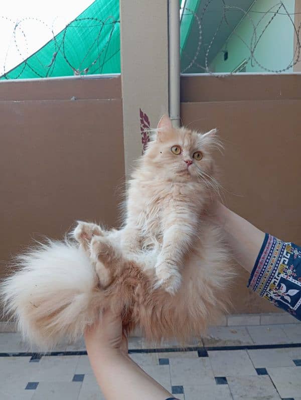 Persian cat and kitten for sale 14