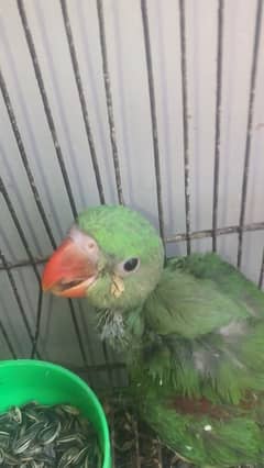 pahari grey parrot sunconure ringneck chicks