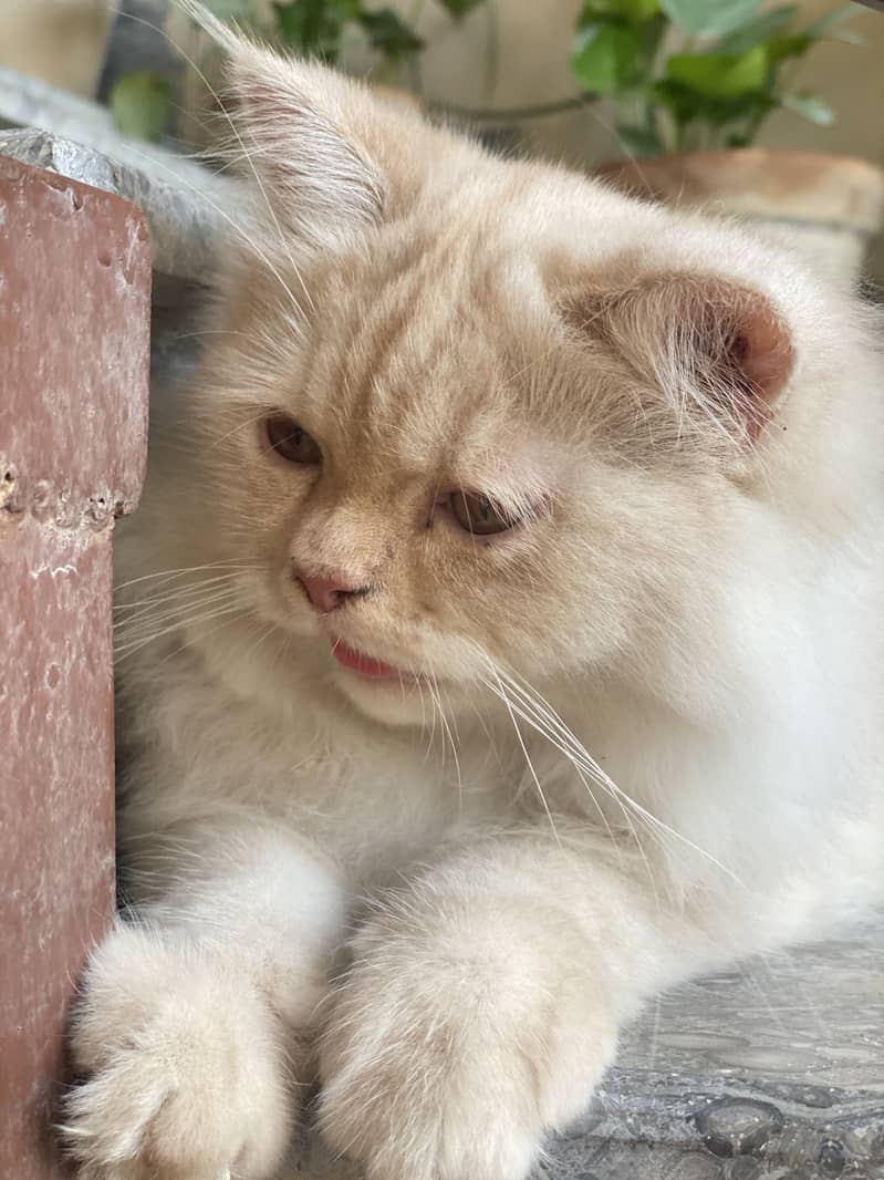Kitten for sale 0
