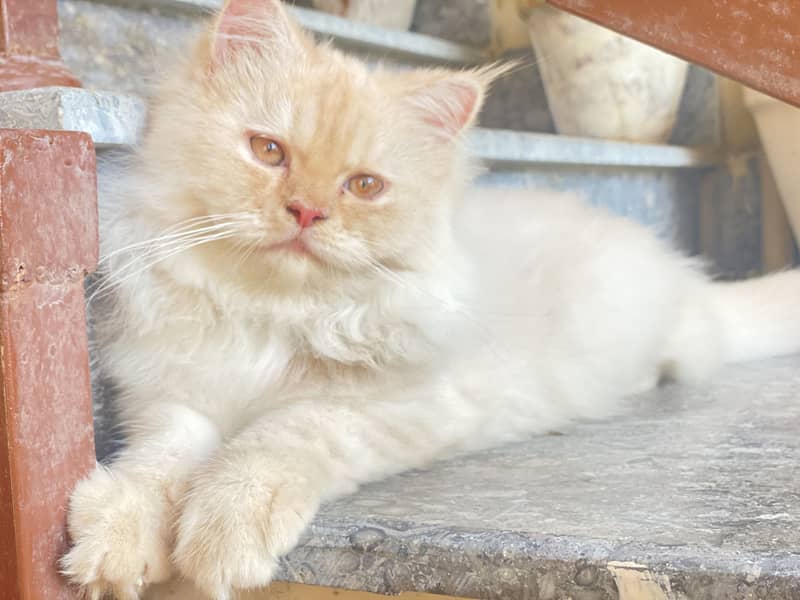 Kitten for sale 1
