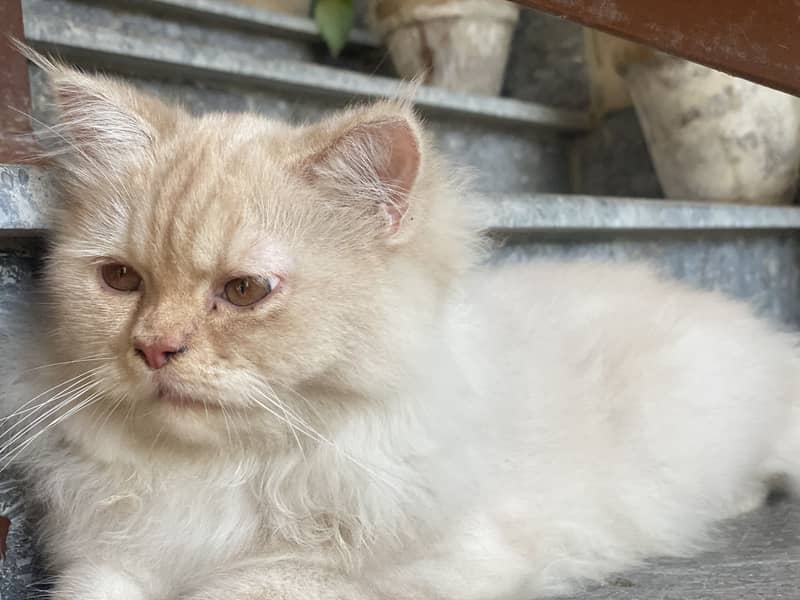 Kitten for sale 2