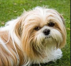 shih