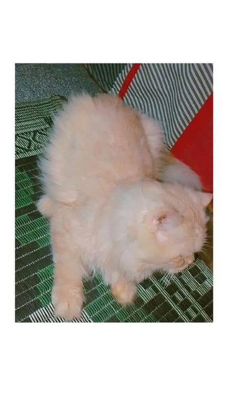 cats babies 1