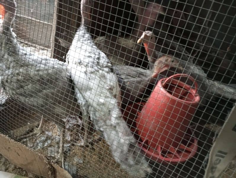 original blue turkey 6 month age only male available 2