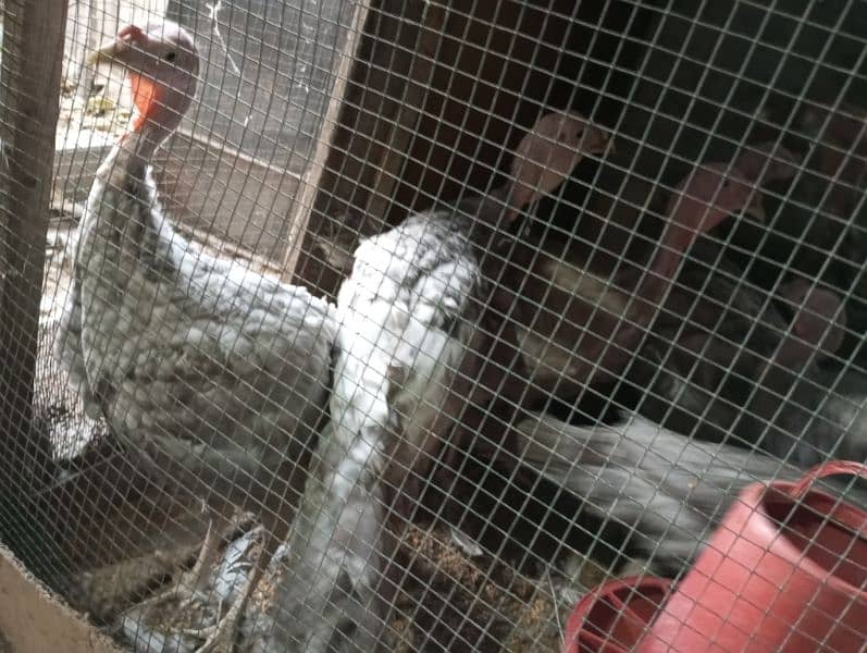 original blue turkey 6 month age only male available 3