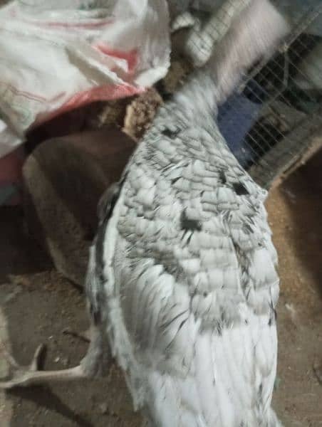 original blue turkey 6 month age only male available 5